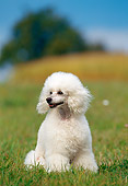PUP 48 KH0001 01
Poodle Puppy Sitting In Grass Field