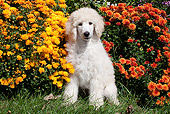 PUP 48 LS0001 01
Standard Poodle Puppy Sitting On Grass By Chrysanthemums