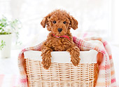 PUP 48 YT0006 01
Toy Poodle Puppy Sitting In Basket With Blanket