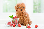 PUP 48 YT0007 01
Toy Poodle Puppy Sitting By Glasses Of Strawberries