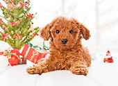 PUP 48 YT0008 01
Toy Poodle Puppy Laying By Christmas Tree And Gifts