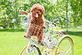 PUP 48 YT0009 01
Toy Poodle Puppy Standing In Bicycle Basket
