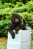 PUP 48 CE0002 01
Standard Poodle Puppy Sitting In Metal Bucket By Shrubs