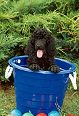 PUP 48 CE0003 01
Standard Poodle Puppy Sitting In Blue Plastic Bucket By Shrubs