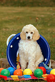 PUP 48 CE0004 01
Standard Poodle Puppy Sitting In Blue Plastic Bucket By Colorful Balls