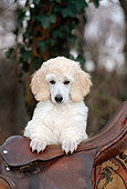 PUP 48 CE0007 01
Head On Shoulder Shot Of Standard Poodle Puppy Laying On Saddle By Trees