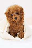 PUP 48 YT0002 01
Toy Poodle Puppy Sitting In White Blanket