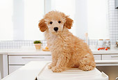PUP 48 YT0003 01
Toy Poodle Puppy Sitting On Kitchen Counter