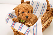 PUP 48 YT0004 01
Toy Poodle Puppy Sitting In Wicker Basket