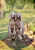 PUP 49 CB0003 01
Two Weimaraner Puppies Sitting On Stump