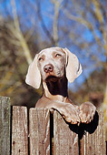 PUP 49 CB0004 01
Weimaraner Puppy Leaning On Wooden Fence