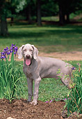 PUP 49 CE0002 01
Weimaraner Puppy Standing In Garden
