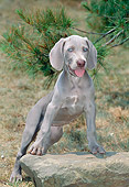 PUP 49 CE0003 01
Weimaraner Puppy Climbing On Rock