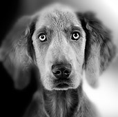 PUP 49 JE0001 01
Head Shot Of Weimaraner Puppy