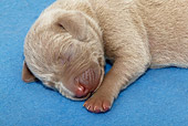 PUP 49 KH0001 01
Weimaraner Puppy Sleeping Close-Up Studio