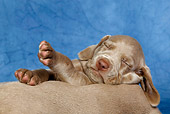 PUP 49 KH0003 01
Weimaraner Puppy Sleeping With Paws In Air Close-Up Studio