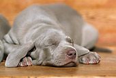 PUP 49 SS0001 01
Weimaraner Puppy Sleeping On Hardwood Floor