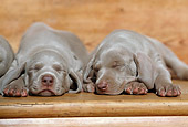 PUP 49 SS0002 01
Weimaraner Puppies Sleeping On Hardwood Floor