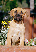 PUP 50 CB0001 01
Cane Corso Puppy Sitting At Edge Of Garden