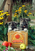 PUP 50 CE0001 01
Two Norwegian Elkhound Puppies Peeking Out Of Box With Apples And Flowers