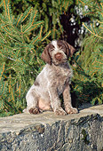 PUP 50 CE0005 01
Wirehaired Pointing Griffon Puppy Sitting On Rock Wall By Pine Trees