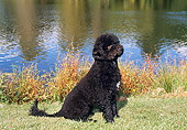 PUP 50 FA0006 01
Portuguese Water Dog Sitting On Grass By Water