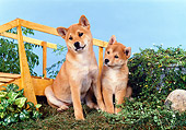 PUP 50 FA0007 01
Shiba Inu Puppies Sitting On Grass By Shrubs