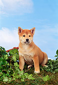 PUP 50 FA0008 01
Shiba Inu Puppy Sitting On Grass By Shrubs