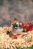 PUP 50 FA0009 01
Shiba Inu Puppy Sitting By Red Flowers Studio