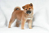 PUP 50 FA0010 01
Shiba Inu Puppy Standing On White Carpet Studio