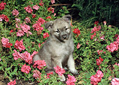 PUP 50 FA0012 01
Norwegian Elkhound Puppy Sitting In Garden