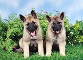 PUP 50 FA0013 01
Two Norwegian Elkhound Puppies Sitting On Lawn