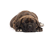 PUP 50 JE0001 01
Cane Corso Puppy Sleeping On White Seamless