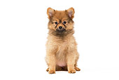 PUP 50 JE0011 01
Dwarf Spitz Puppy Sitting On White Seamless