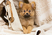 PUP 50 JE0012 01
Dwarf Spitz Puppy Laying In Basket Of Towels
