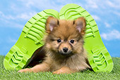 PUP 50 JE0013 01
Dwarf Spitz Puppy Laying On Lawn Between Two Green Shoes