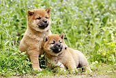 PUP 50 JE0014 01
Two Shiba Inu Puppies In Grass And Wildflowers