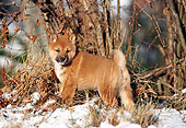 PUP 50 KH0006 01
Shiba Inu Puppy Standing In Snow In Forest