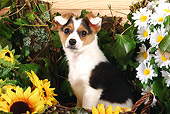 PUP 50 SJ0001 01
Norweigan Lundehund Puppy Sitting By Daisies And Sunflowers