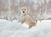PUP 50 YT0004 01
Shiba Inu Puppy Standing In Snow