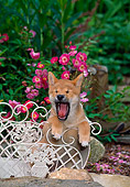 PUP 50 CE0004 01
Shiba Inu Puppy Yawning Sitting In Planter In Garden By Pink Flowers