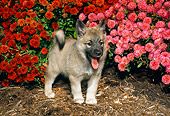 PUP 50 FA0001 01
Norwegian Elkhound Puppy Standing And Yawning By Pink And Red Flowers