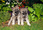 PUP 50 FA0002 01
Two Norwegian Elkhound Puppies Sitting On Grass By Plants
