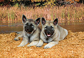 PUP 50 FA0003 01
Two Norwegian Elkhound Puppies Laying By Stream