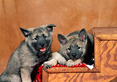 PUP 50 FA0004 01
Two Norwegian Elkhound Puppies Sitting And Laying On Wooden Steps