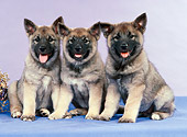 PUP 50 FA0005 01
Three Norwegian Elkhound Puppies Sitting On Blue Cloth Studio