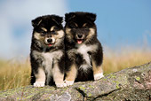 PUP 50 KH0001 01
Two Finnish Lapphund Puppies Sitting On Rock In Field
