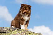 PUP 50 KH0002 01
Finnish Lapphund Puppy Sitting On Rock