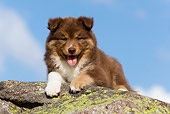 PUP 50 KH0003 01
Finnish Lapphund Puppy Laying On Rock