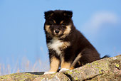 PUP 50 KH0004 01
Finnish Lapphund Puppy Sitting On Rock